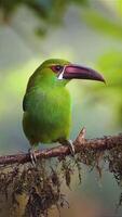 schließen oben von Porträt von rotbürzelig toucanet Sitzung im ein Baum video