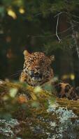 Porträt von ein Gepard entspannend auf ein natürlich Baum video