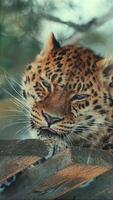 Porträt von ein entspannt suchen Gepard entspannend und Reinigung selbst video