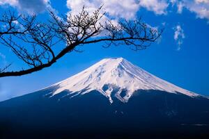 Mount Fuji with tree branch photo