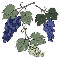 grapes clip art vector