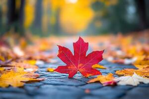 Red maple leaf standing out among other colorful leaves during autumn photo