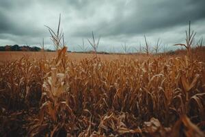 Dry corn stalks standing in a field under a cloudy sky photo