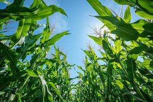 Low angle view of corn stalks growing in field under blue sky photo