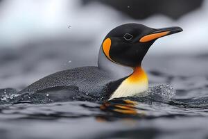 King penguin swimming in cold water with water splashes photo