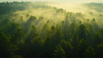 Sun rays illuminating misty pine forest at sunrise, creating breathtaking scenery photo