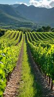 Vineyard rows growing on sloping terrain with mountains in the background photo