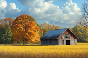 Old barn standing in a golden field during a sunny autumn day photo