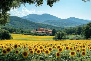 Sunflowers field growing in front of a monastery in tuscany with mountains in the background photo