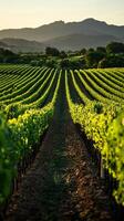 Vineyard landscape with mountains at sunset creating converging lines photo
