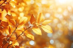 Golden autumn leaves glowing in the sunlight creating beautiful bokeh photo