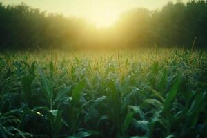 Sun shining over a corn field with morning dew at dawn photo