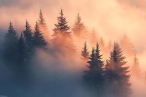 Magical sunrise illuminating snowy pine trees emerging from fog in winter mountain forest photo