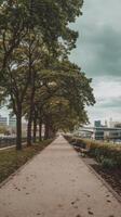 A path lined with trees and benches photo