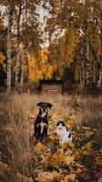 A dog and cat in the woods photo