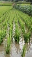 Rice field with water and green plants photo