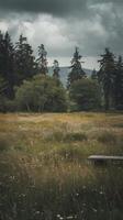 A bench sitting in a field with trees in the background photo