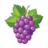 grapes on a branch illustration white background vector