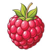 illustration of a raspberry fruit vector