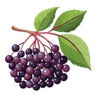 a bunch of black elderberries with leaves on white background vector