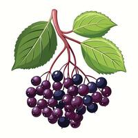 illustration of a bunch of elderberry on a white background vector