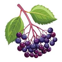 white background illustration of elderberry vector