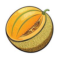 a melon is shown in a cartoon style vector