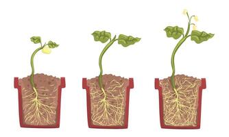 Stages of sprout growth in a clay pot with soil. illustration. vector