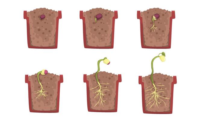 Bean seed germination stages with a pot. illustration.