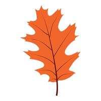 Oak Leaf on white background vector