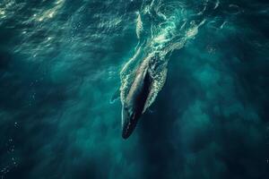 A whale swimming in the ocean with its tail out photo