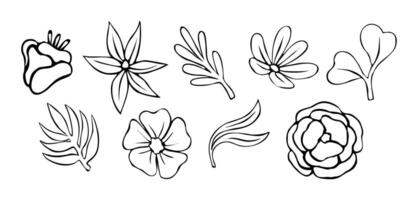 Set of different abstract flowers, leaves drawing vector