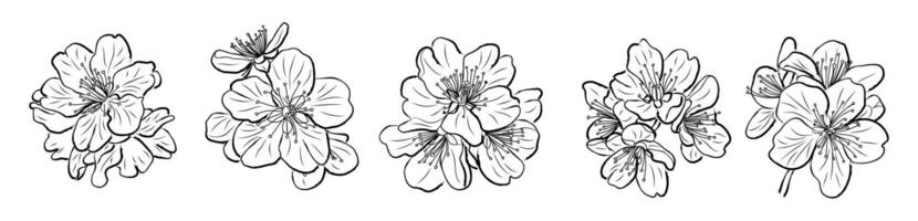 Set of Elegant line drawings of cherry blossom vector