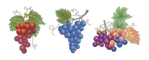 Grape vine collection, isolated on a white background, illustration style. vector