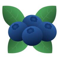 Delicious Ripe Blueberry Fruit. Blueberry Icon with Green Leaf. Healthy Fruit. vector