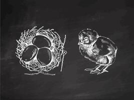 Hand drawn chalkboard Easter nest with eggs and baby chick on chalkboard background vector