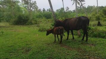 cow and her calf standing in a lush green pasture surrounded by tropical trees. A peaceful rural scene symbolizing farming, nature, and the bond between mother and child video