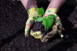 Female On a sunny, beautiful day hands in gardening gloves hold cucumber seedlings before planting in the soil, space for text photo