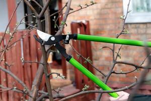 Farmer hand prunes and cuts branches of a tree in the garden with pruning shears or secateurs in autumn. Man pruning tree with clippers. Autumn cut tree close up. photo