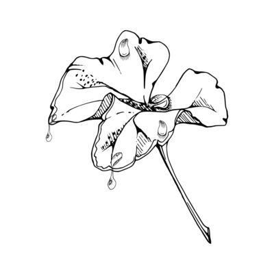 plant leaves of flower, bush tree foliage with dew rain water drops hand drawn ink, cloudberry ladys mantle geranium. Isolated botanical illustration. Scrapbooking decoupage, wedding florist