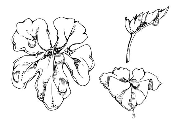 plant leaves of flower, bush tree foliage with dew rain water drops hand drawn ink, cloudberry ladys mantle geranium. Isolated botanical illustration. Wedding florist, scrapbooking decoupage