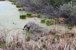 Water pollution concept. Environmental conservation photo
