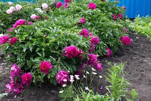 Red Peony albiflora. Paeonia officinalis Command Performance in the garden photo