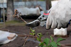 Final garden work of autumn. Farmer hand prunes and cuts branches of a tree in the garden with pruning shears or secateurs in autumn. Man pruning tree with clippers. Autumn cut tree close up. photo