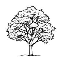 detailed black and white tree illustration leafy branches, strong trunk, natural art design, botanical sketch vector