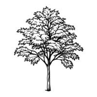 illustrated tree with detailed leaves and branches on white background for nature art design vector