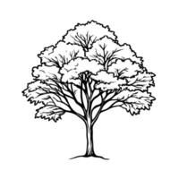 Leafy tree illustration black and white detailed sketch of a big tree nature art and design vector