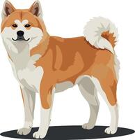 A proud Akita dog standing confidently in a flat design style showcasing vibrant colors and clean lines in art vector