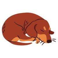 Flat illustration in a simple children's style. Cute dachshund dog sleeping on white background vector