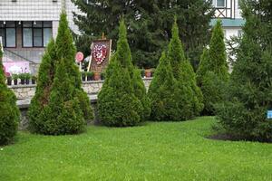 White Cedar Tree Thuja in a small garden On a sunny, beautiful day. Two Arborvitae Emerald as an accent in the garden design. Sunny summer day photo